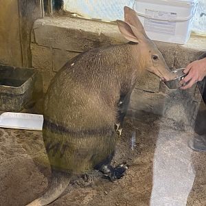 Aardvark being fed 110921