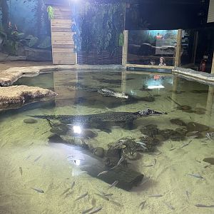Cuban crocodile exhibit 110921