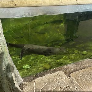 Giant otter 110921