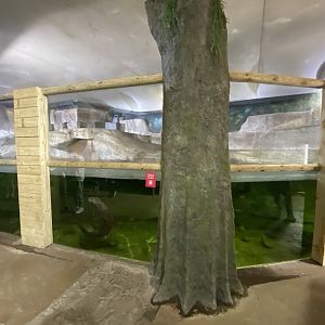 Giant otter indoors 110921