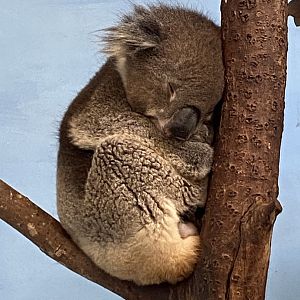 Southern koala 110921