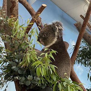 Southern koala 110921