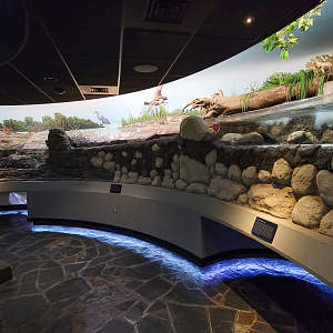 Oct. 2021 - Museum of Science - Rivers & Streams - Hellbender Exhibit
