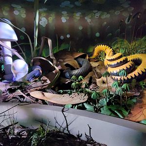 Oct. 2021 - Museum of Science - Oak Forest - Ring-necked Snake Display