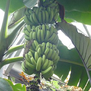 Cavendish bananas, Tropical House, November 2021