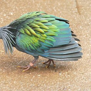 Nicobar Pigeon, Tropical house, November 2021