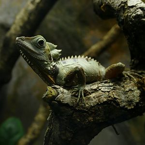 Boyd's Forest Dragon, Tropical House, November 2021