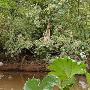 Male Lar Gibbon, November 2021