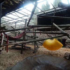 Yellow-breasted capuchin exhibit 140921