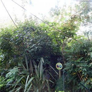 Rainforest Walkthrough 140921