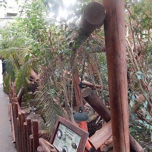 Rainforest Walkthrough - reptile area 140921