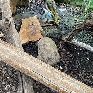 Rainforest Walkthrough - Yellow-footed tortoise 140921