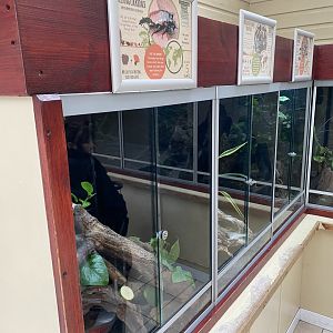 Invertebrate and amphibian exhibits 140921