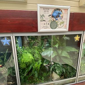 Blue poison dart frog exhibit 140921