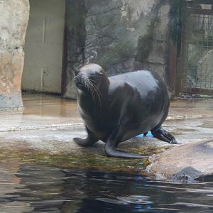Playa Patagonia - South American sealion 140921