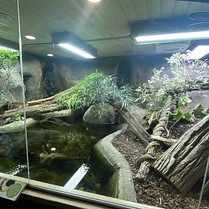 Worlds Apart - Green anaconda exhibit 140921