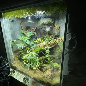 Worlds Apart - Poison dart frog exhibit 140921