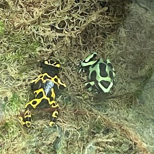 Worlds Apart - Yellow-banded and Green poison dart frogs 140921