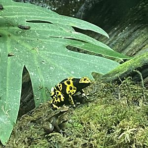 Worlds Apart - Yellow-banded poison dart frog 140921