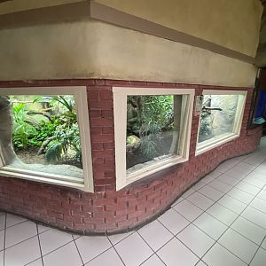 Worlds Apart - Fiji banded iguana exhibit 140921