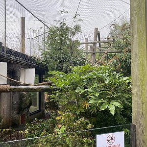 Worlds Apart - Golden lion tamarin area 140921