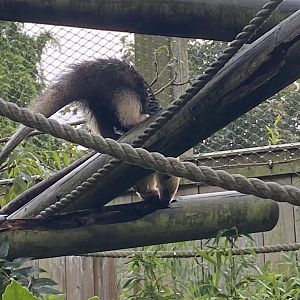 Worlds Apart - Southern tamandua 140921