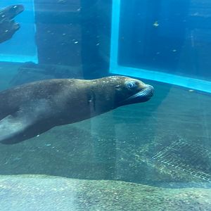 Playa Patagonia - South American sealion 140921