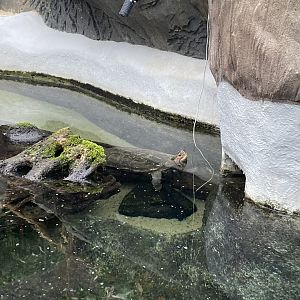 Rajang's Forest - Giant Asian pond turtle 140921