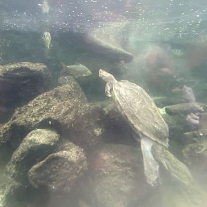 Rajang's Forest - Giant Asian pond turtle 140921