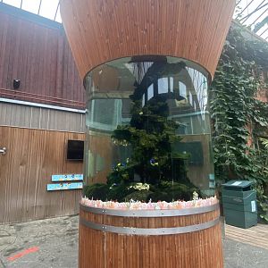 Rajang's Forest - Tropical fish 140921