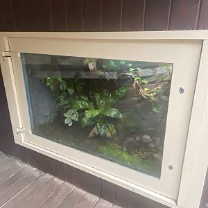 Rajang's Forest - Bony-headed toad exhibit 140921