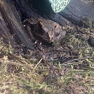 Rajang's Forest - Bony-headed toad 140921