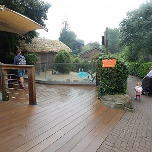 Inca Trail - Humboldt penguin exhibit 140921