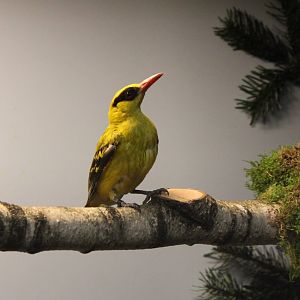 African golden oriole