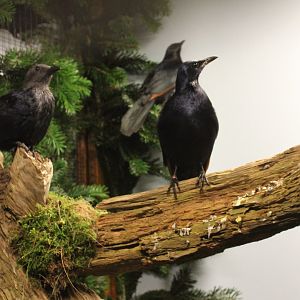 Red-winged starlings