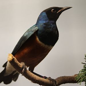 Superb starling