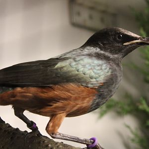hestnut-bellied starling - Lamprotornis pulcher