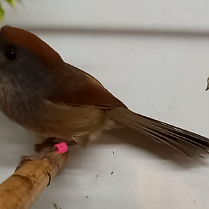 Vinous-throated parrotbill - Paradoxornis webbianus