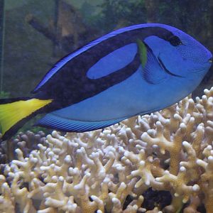 Palette Surgeonfish - Zooparc de Beauval - 08/2017