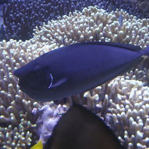 Bluespine Unicornfish - Zooparc de Beauval - 04/2018