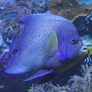 Blue Koran Angelfish - Zooparc de Beauval - 04/2018