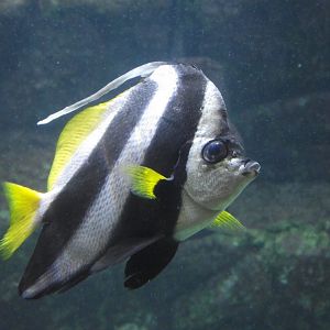 Pennant Coralfish - Zooparc de Beauval - 02/2014