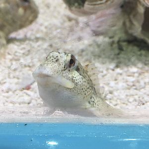 Unsigned goby/blenny - Lyme Regis Marine Aquarium