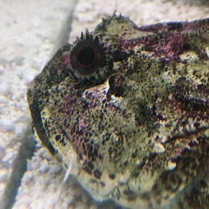 Longspined Bullhead (Taurulus bubalis) - Lyme Regis Marine Aquarium