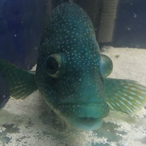 Ballan wrasse - Lyme Regis Marine Aquarium