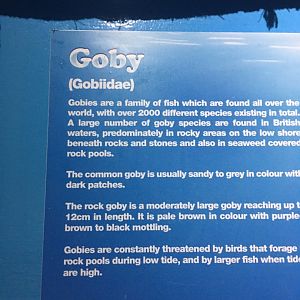 Signage Example - Lyme Regis Marine Aquarium