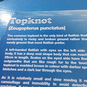 Topknot Signage - Lyme Regis Marine Aquarium