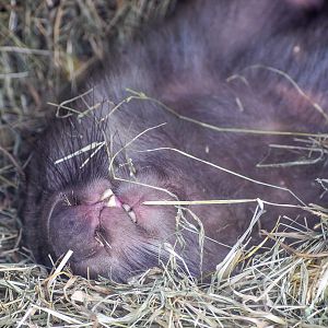 Wombat Smile