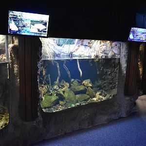 Mary River Cod Tank