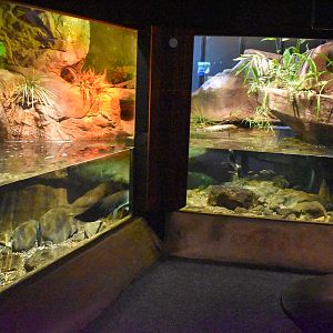 Lungfish Tank
